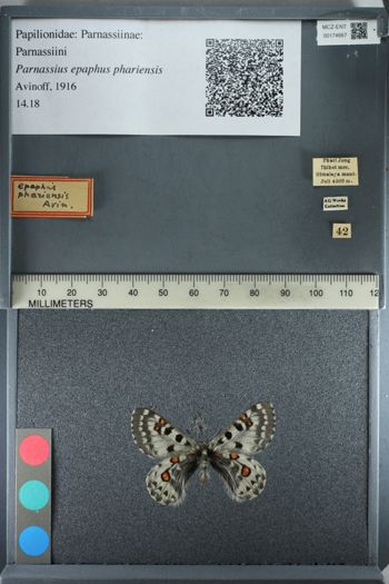 Media type: image;   Entomology 174667